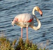 Greater Flamingo, Reserva Natural de l'Aldufereta: by graynomadsusa, Views[306]