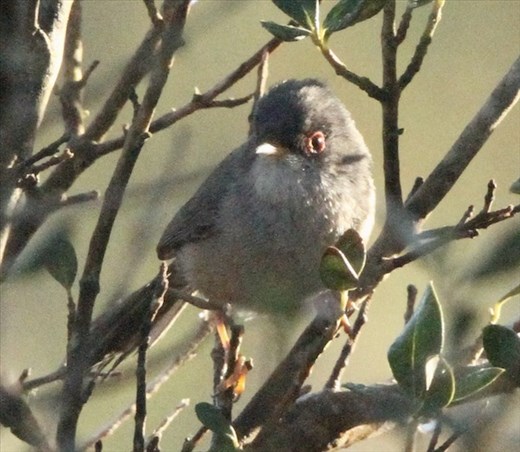 Endemic Balearic Warbler, worth the effort 