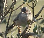Endemic Balearic Warbler, worth the effort : by graynomadsusa, Views[780]