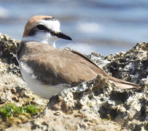 Kentish Plover, Reserva Natural de l'Aldufereta