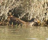 Spotted Crake swimming, Reserva Natural de l'Aldufereta: by graynomadsusa, Views[168]