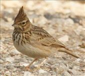 Thekla's Lark, Finca Sol Real: by graynomadsusa, Views[299]