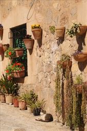 Sprucing up the neighborhood, Valldemossa: by graynomadsusa, Views[253]