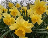 The UK is bloomin' with Daffodils: by graynomadsusa, Views[245]