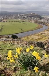 Daffodils, the River Forth and Stirling Castle: by graynomadsusa, Views[286]
