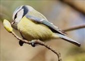 Eurasian Blue Tit and spring bud, Wallace Monument trail: by graynomadsusa, Views[256]