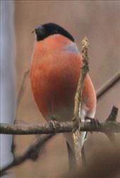 Eurasian Bullfinch, Wallace Monument trail: by graynomadsusa, Views[302]