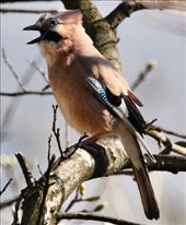 Eurasian Jay, Wallace Monument trail: by graynomadsusa, Views[284]