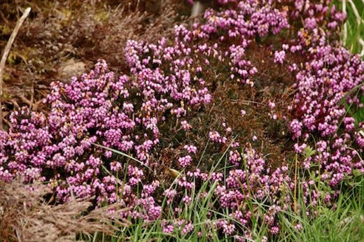 Heather grows even in the roundabouts, Stirling