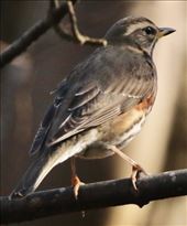 Redwing, Wallace Monument trail: by graynomadsusa, Views[249]