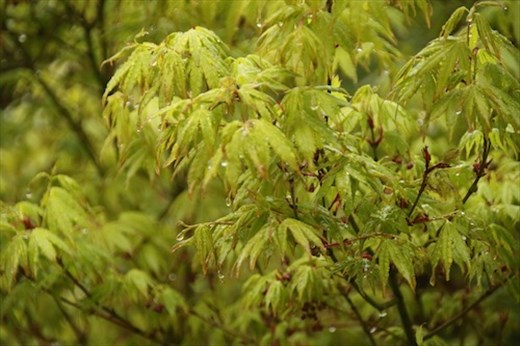 A(nother) Rainy Day, Wales