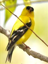 American Goldfinch: by graynomadsusa, Views[242]