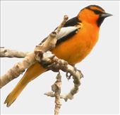 Bullock's Oriole, Barr Lake: by graynomadsusa, Views[233]
