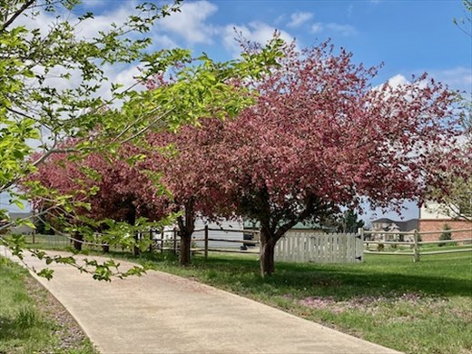 Colorado Cherry Blossoms along Cherry Creek
