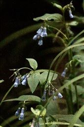 Chiming Bells, RMNP: by graynomadsusa, Views[281]