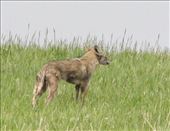 The local bad boy: by graynomadsusa, Views[242]