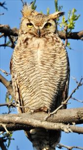 Great Horned Owl 