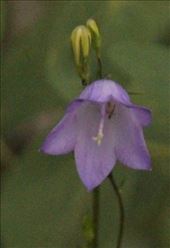 Harebell, Allenspark: by graynomadsusa, Views[272]