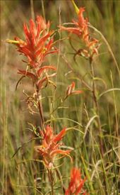 Indian Paintbrush, RMNP: by graynomadsusa, Views[226]