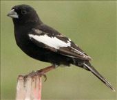 Lark Bunting, RMANWR: by graynomadsusa, Views[221]