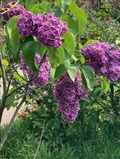 Lilacs in Bloom, Denver Botanic Garden: by graynomadsusa, Views[284]