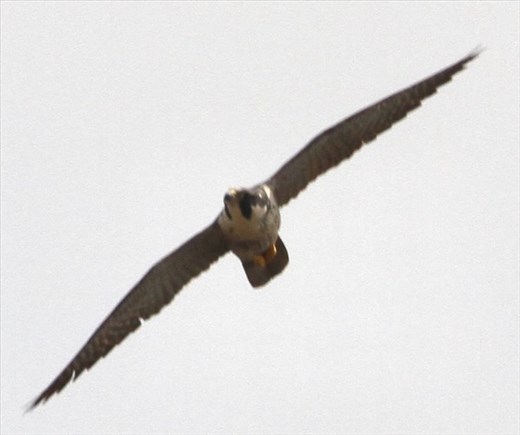 Peregrine Falcon, RMANWR
