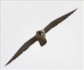 Peregrine Falcon, RMANWR: by graynomadsusa, Views[246]