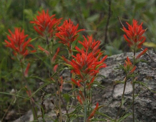 Red Indian Paintbrush, RMNP
