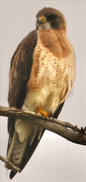 Swainson's Hawk along Cherry Creek trail: by graynomadsusa, Views[210]