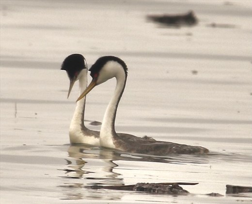 Western Grebes, Barr Lake