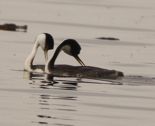 Western Grebes, Barr Lake