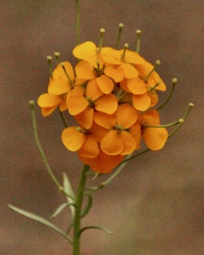 Western Wallflower, Allenspark