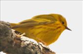 Yellow Warbler, Barr Lake: by graynomadsusa, Views[228]