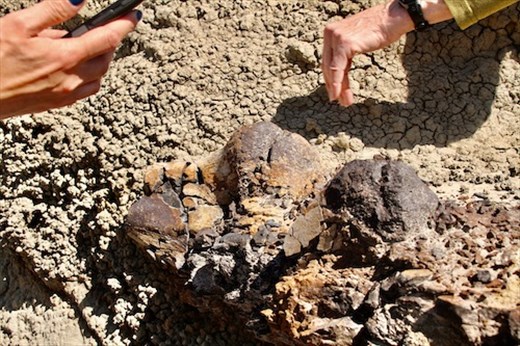 Part of a Hadrosaur—maybe??