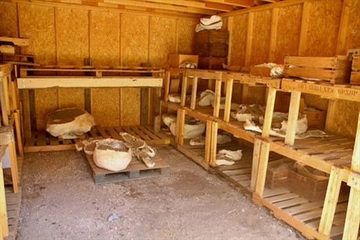 More of Tyler's collection