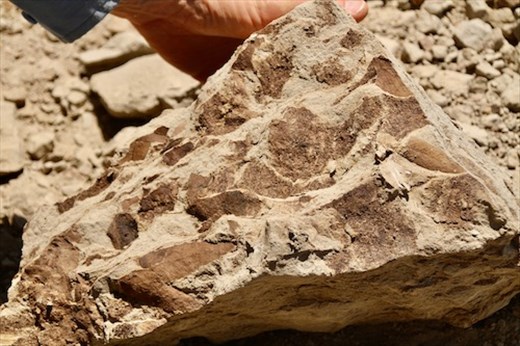 Connie's leaf fossils