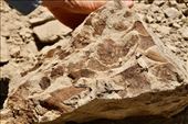 Connie's leaf fossils: by graynomadsusa, Views[301]