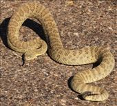 Prairie Rattler, an unexpected visitor: by graynomadsusa, Views[297]