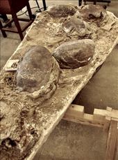 Turtle Fossils: by graynomadsusa, Views[311]