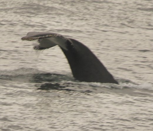 Humpback Whale bidding us 