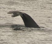 Humpback Whale bidding us 