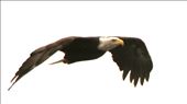 Bald Eagle, common as Crows in Alaska: by graynomadsusa, Views[266]
