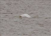 Beluga whale, Turnagain Strait near Anchorage: by graynomadsusa, Views[251]