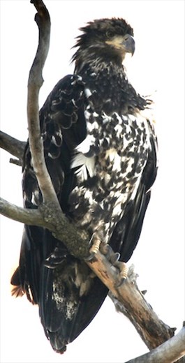 Immature Bald Eagle, Kenai