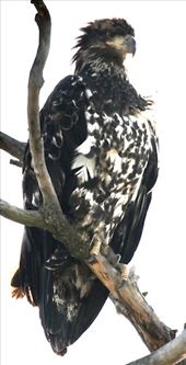 Immature Bald Eagle, Kenai: by graynomadsusa, Views[338]