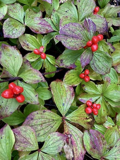 Bunchberries, Wasilla