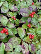 Bunchberries, Wasilla: by graynomadsusa, Views[227]