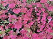 Fall colors in Alaska: by graynomadsusa, Views[270]
