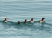 Common Mures, very common in Glacier Bay: by graynomadsusa, Views[271]