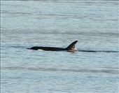 Orca, aka Killer Whale, Glacier Bay: by graynomadsusa, Views[118]